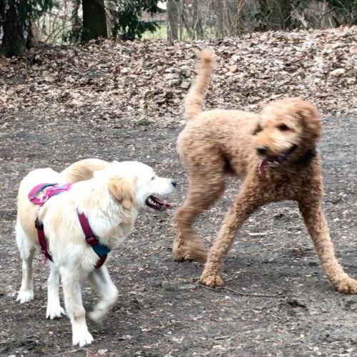 Training Hund Tellington TTouch Berlin