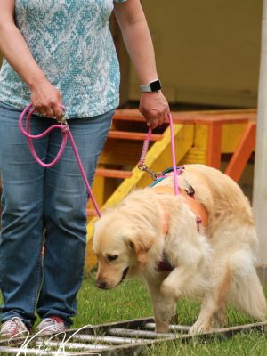 Tellington-Lernparcours für innere und äußere Balance
