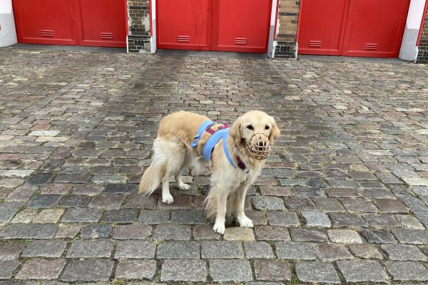 Management Haltungsoptimierung Katze Hund